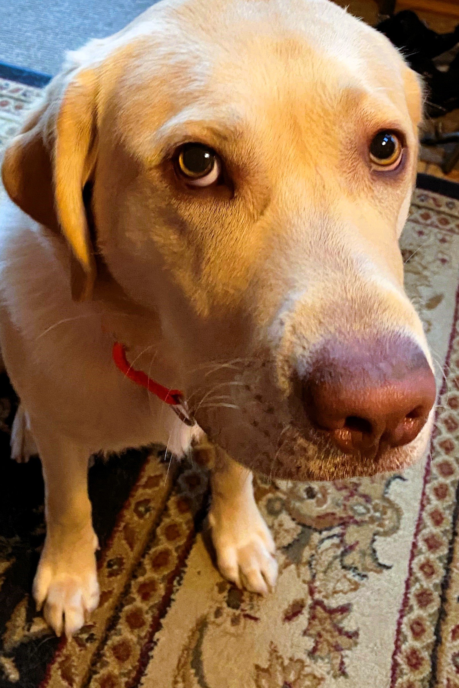 Close-up of a yellow Labrador retriever dog with a red collar, sitting on a patterned rug.