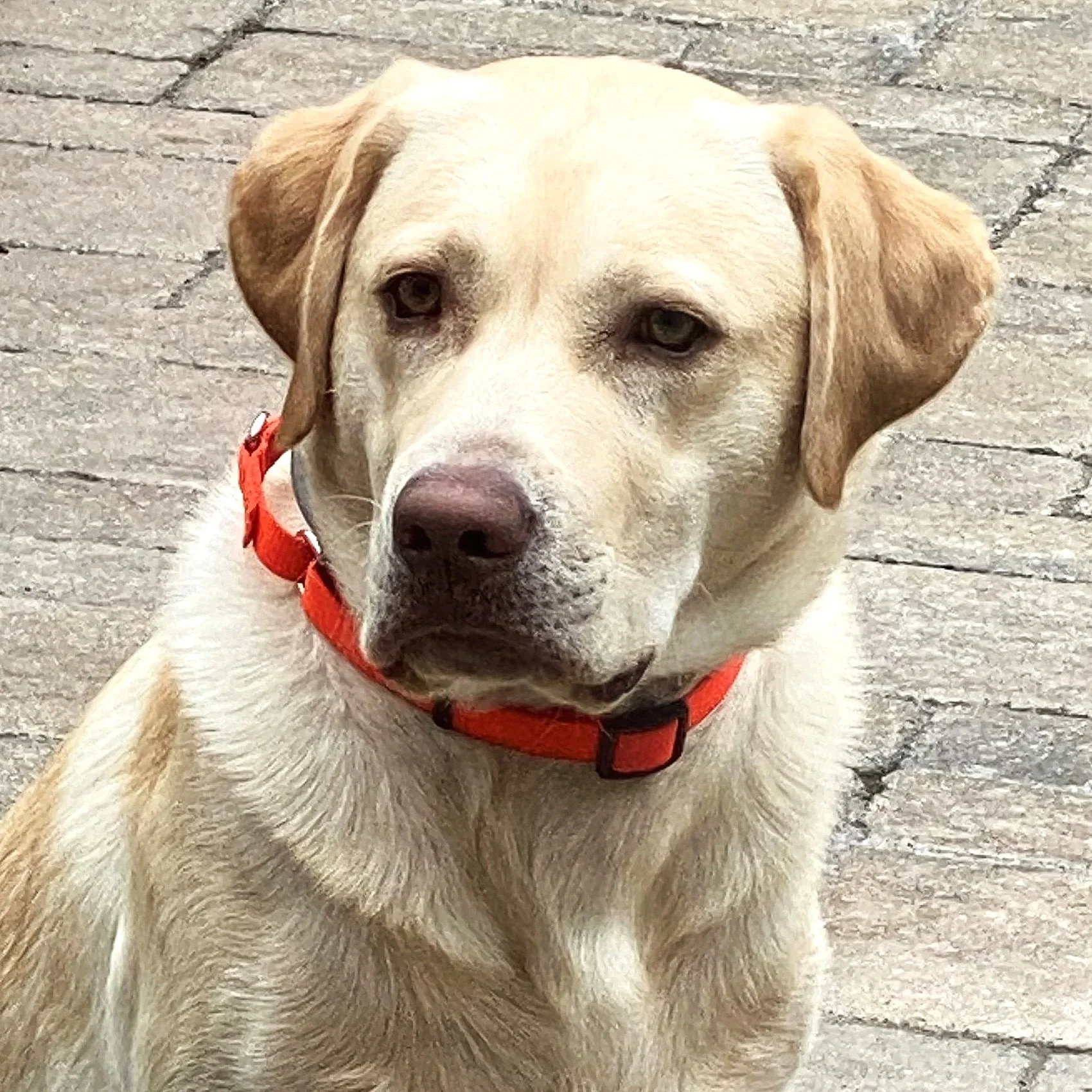 A beige dog with brown ears and a red collar sitting on a brick pavement.