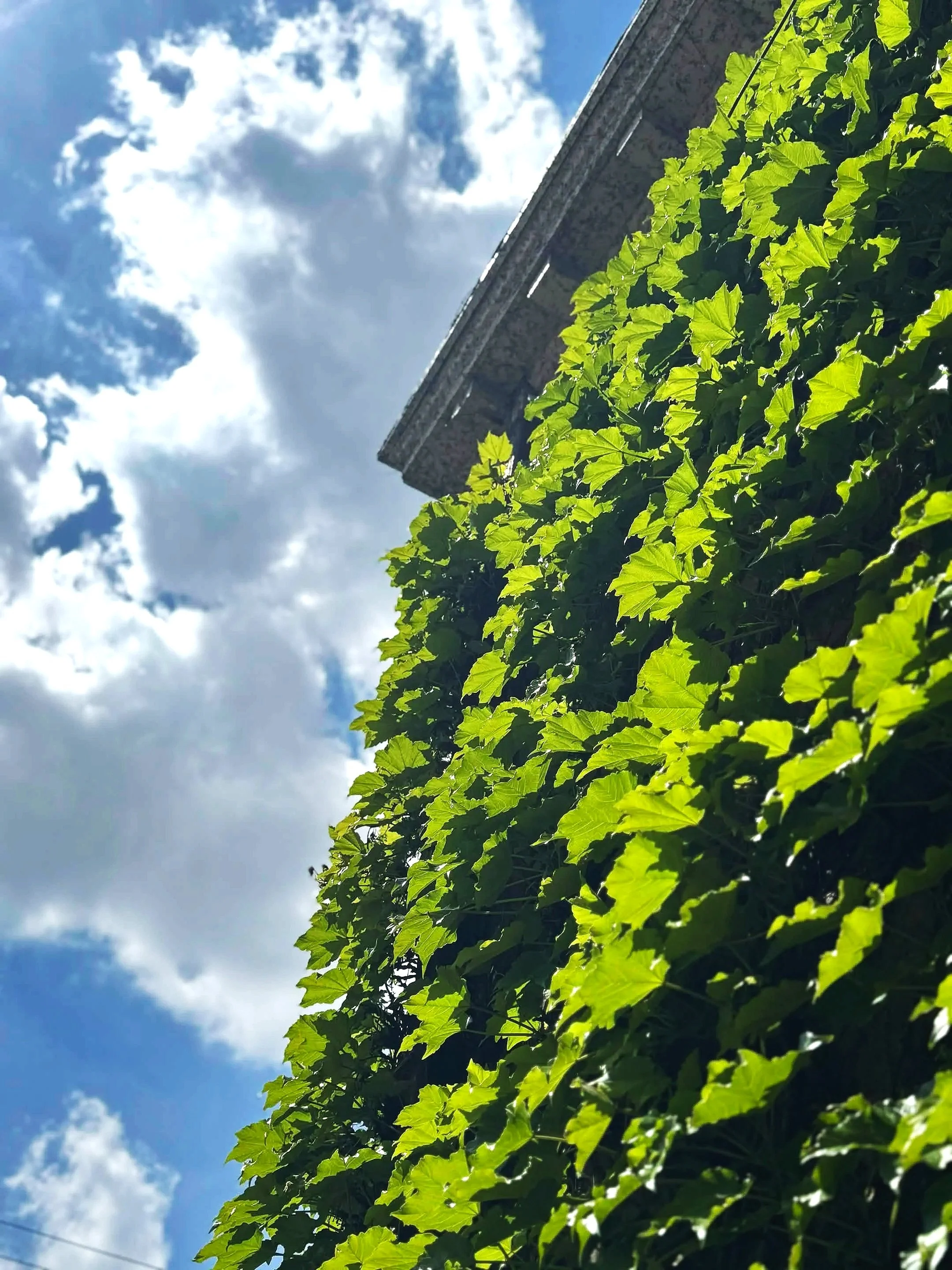 Bright green ivy leaves climbing along a wall, with a partly cloudy blue sky in the background.