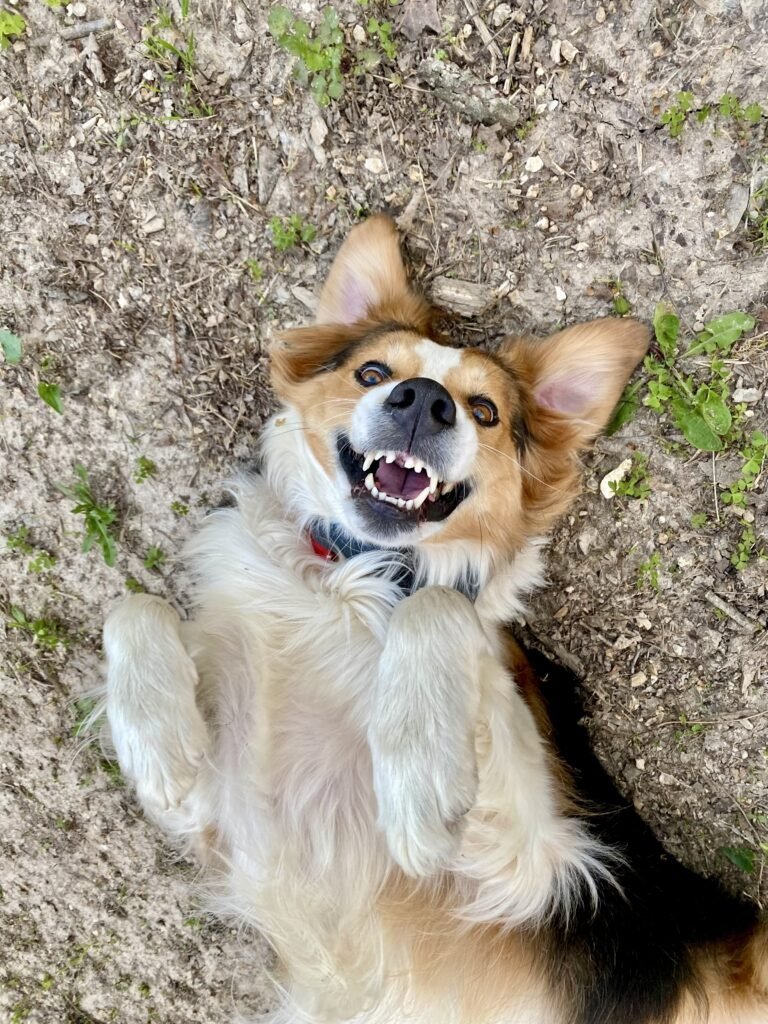 Beau-768x1024.jpg