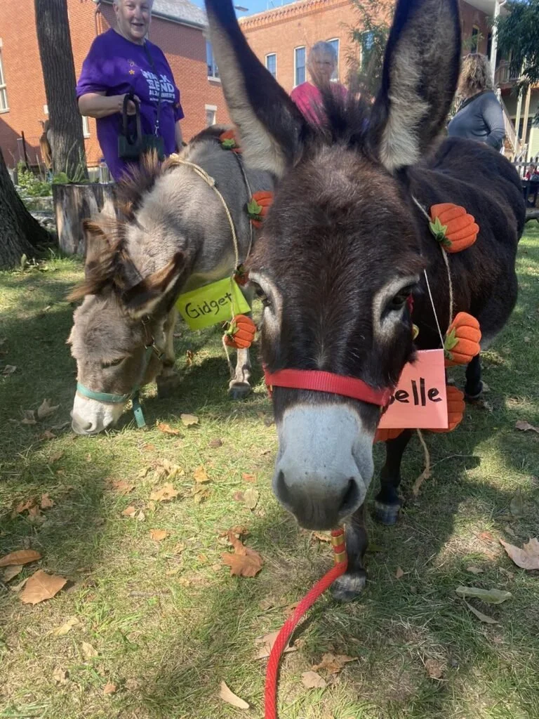 Halloween-Donks-768x1024.jpg