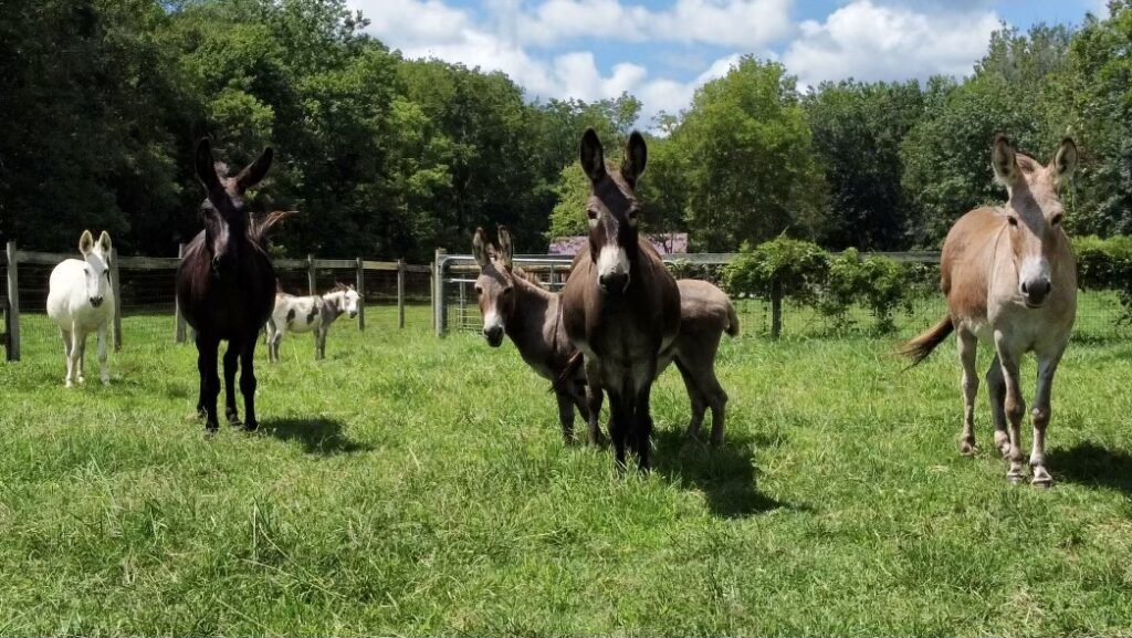 mini-donk-team-1024x577.jpg