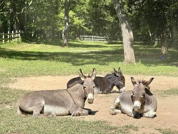 Resting-donks.jpg