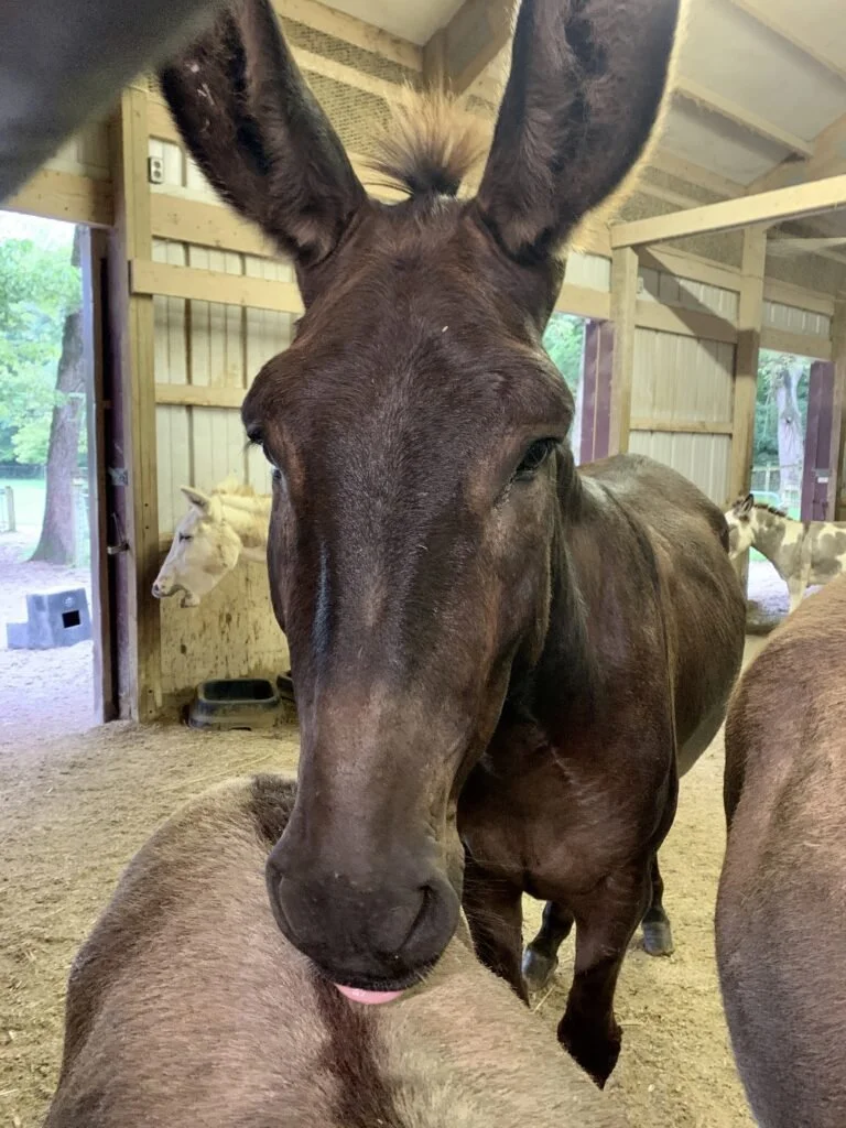 Willie-768x1024.jpg