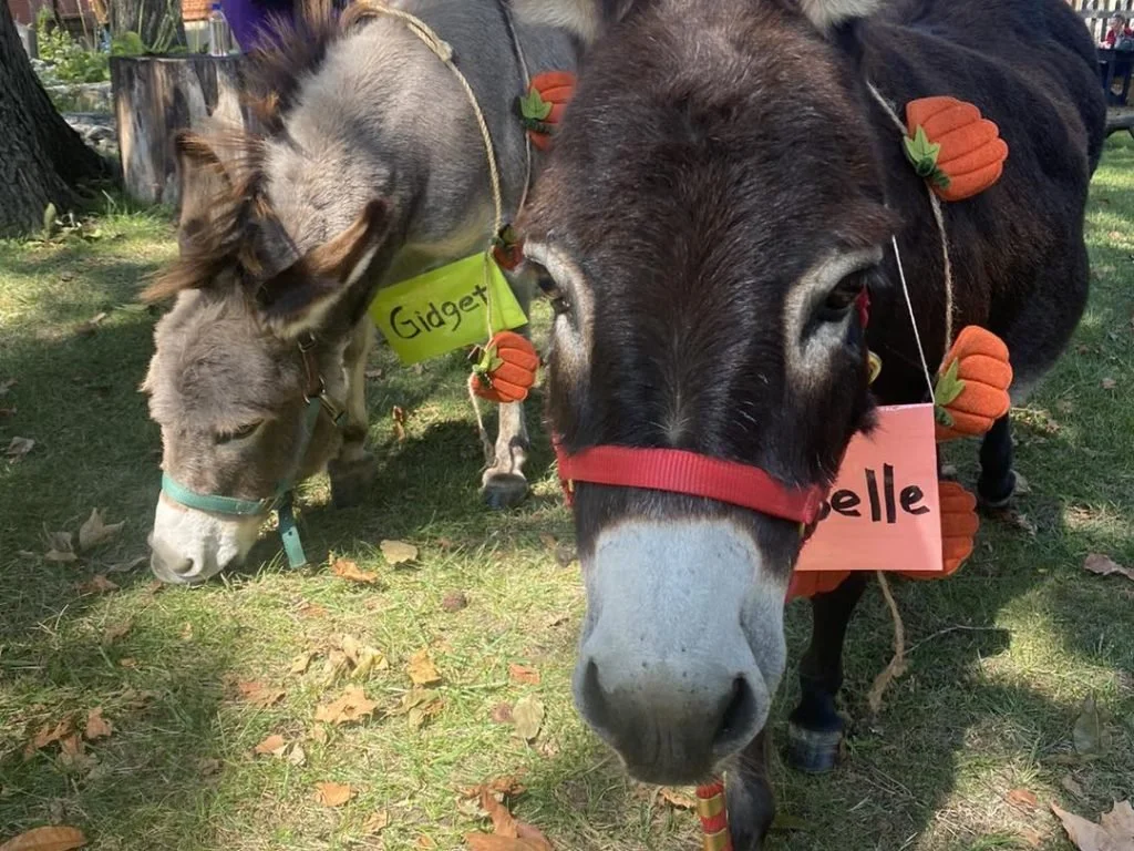 Two decorated animals, a donkey and a cow, standing outdoors on grass with trees and a fence in the background. The donkey has a yellow name tag that says 'Gidget' and wears small pumpkin-shaped decorations on its harness. The cow has a pink name tag that says 'Belle' and wears similar pumpkin decorations.