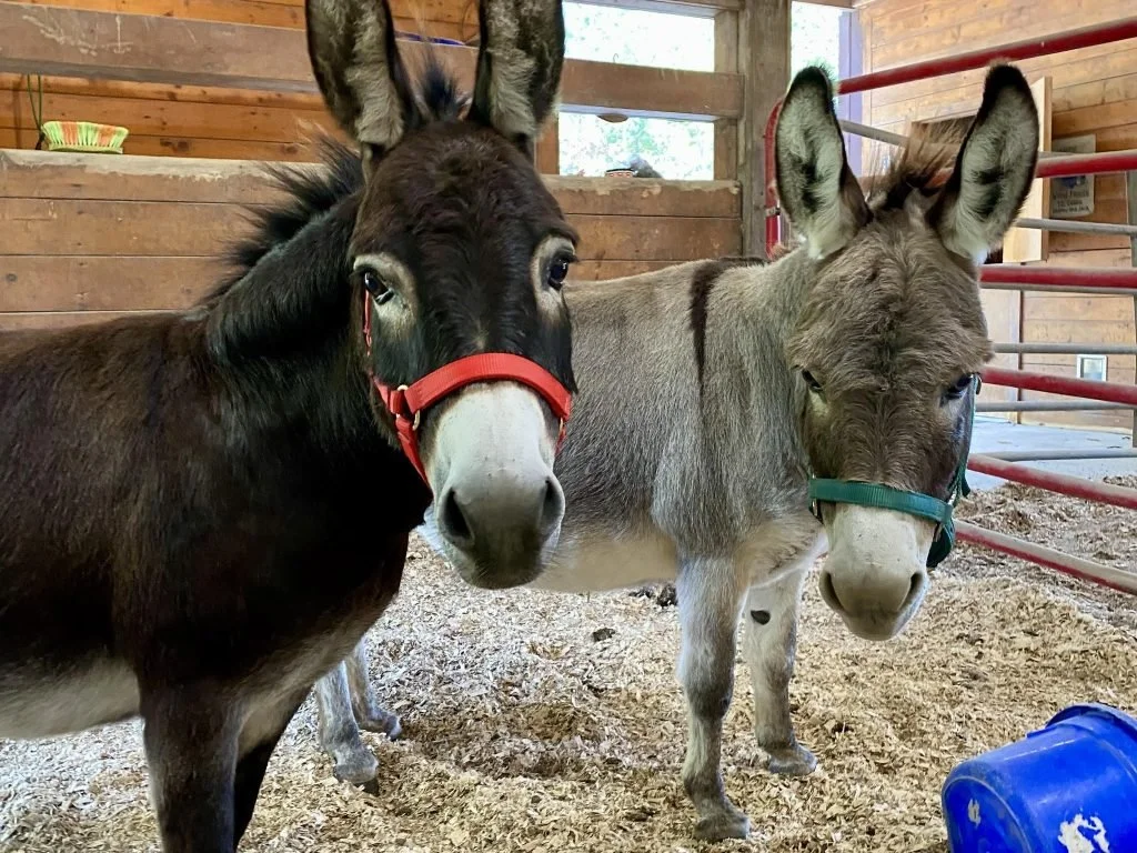 Two donkeys standing inside a wooden barn, one with a red halter and dark brown fur, the other with a green halter and light gray fur, near a blue bucket.