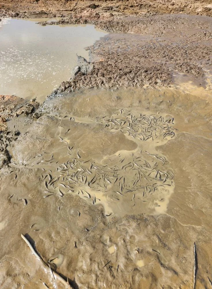 Mud flats with small fish or tadpoles in shallow water and wet mud patches.