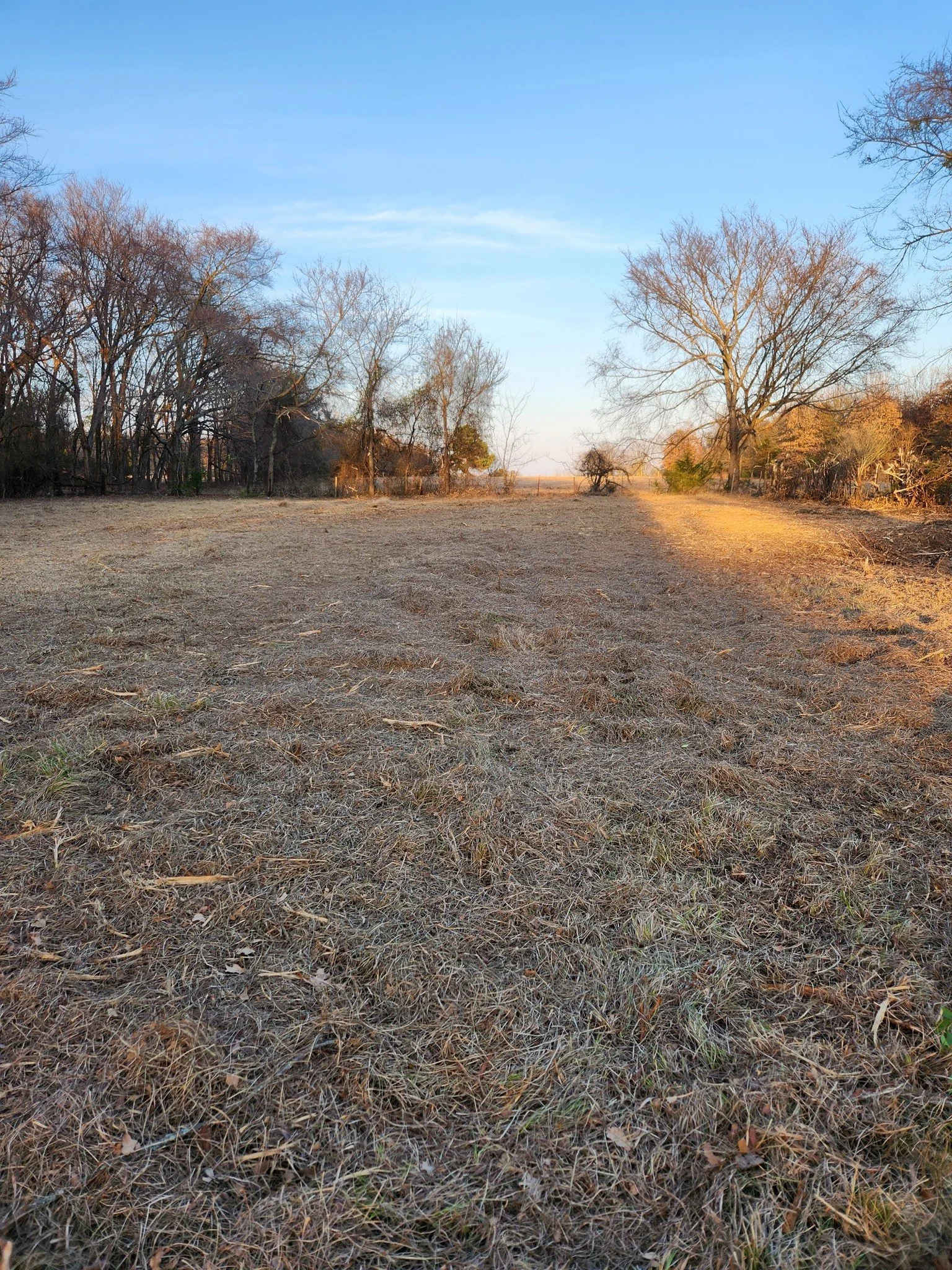 An open field with dry brown grass and scattered trees, some with leafless branches, under a clear blue sky during late autumn or early winter.
