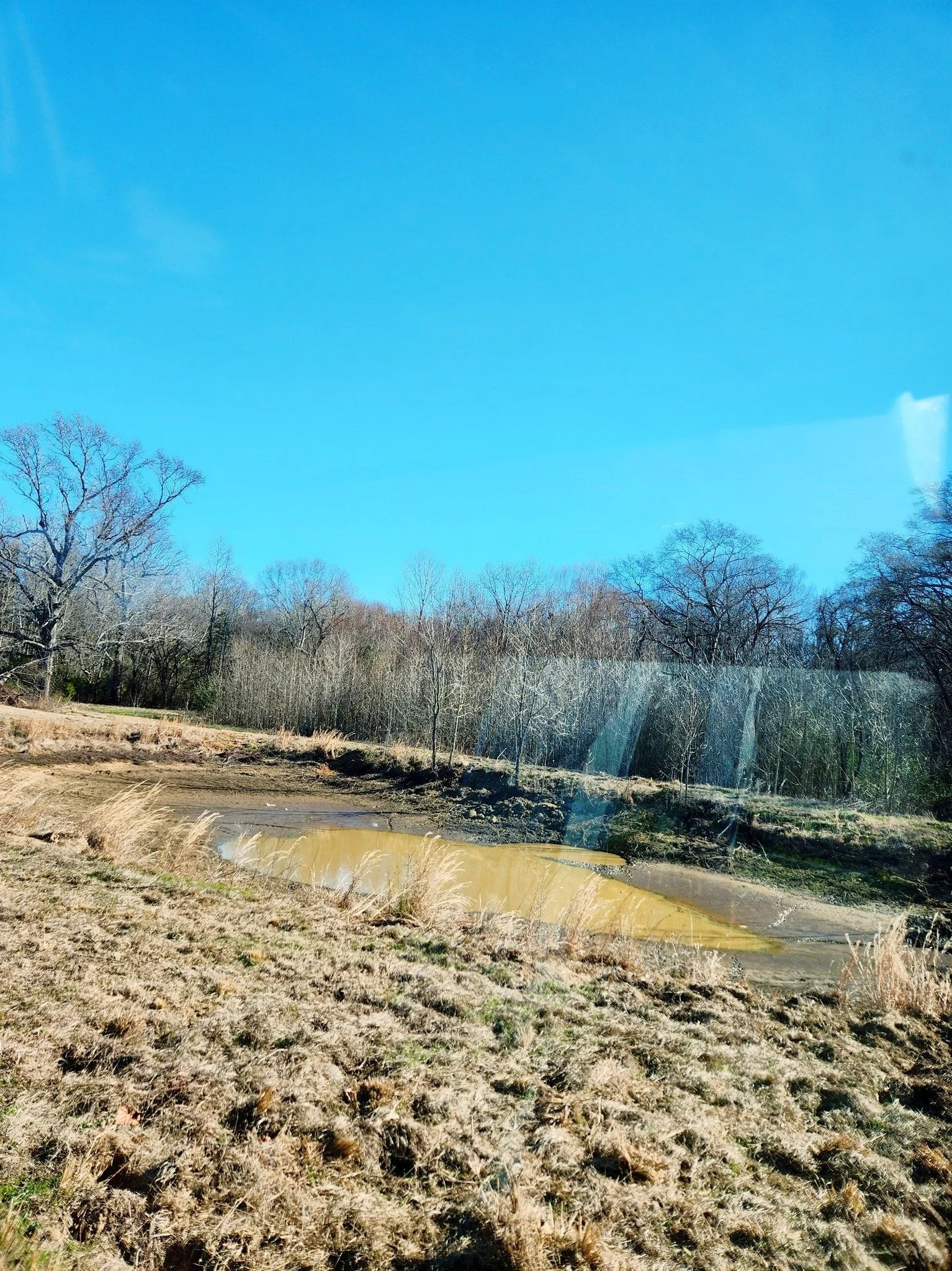 A landscape with a brown muddy pond surrounded by dry grass and leafless trees, under a bright blue sky.