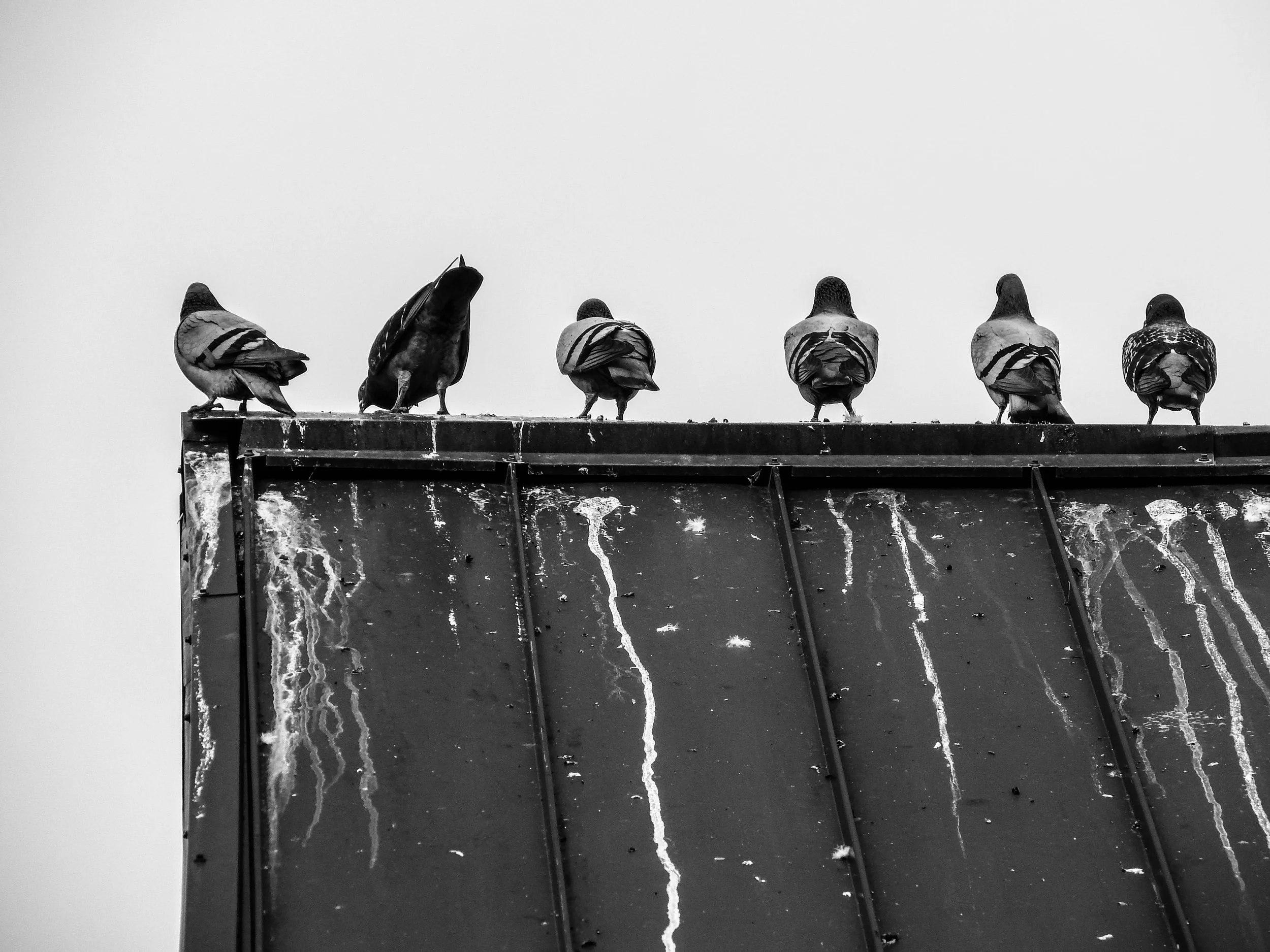 "Between Perches"
Birds line the edge in quiet formation, neither arriving nor leaving. Even rest feels temporary, like a pause between flights.
