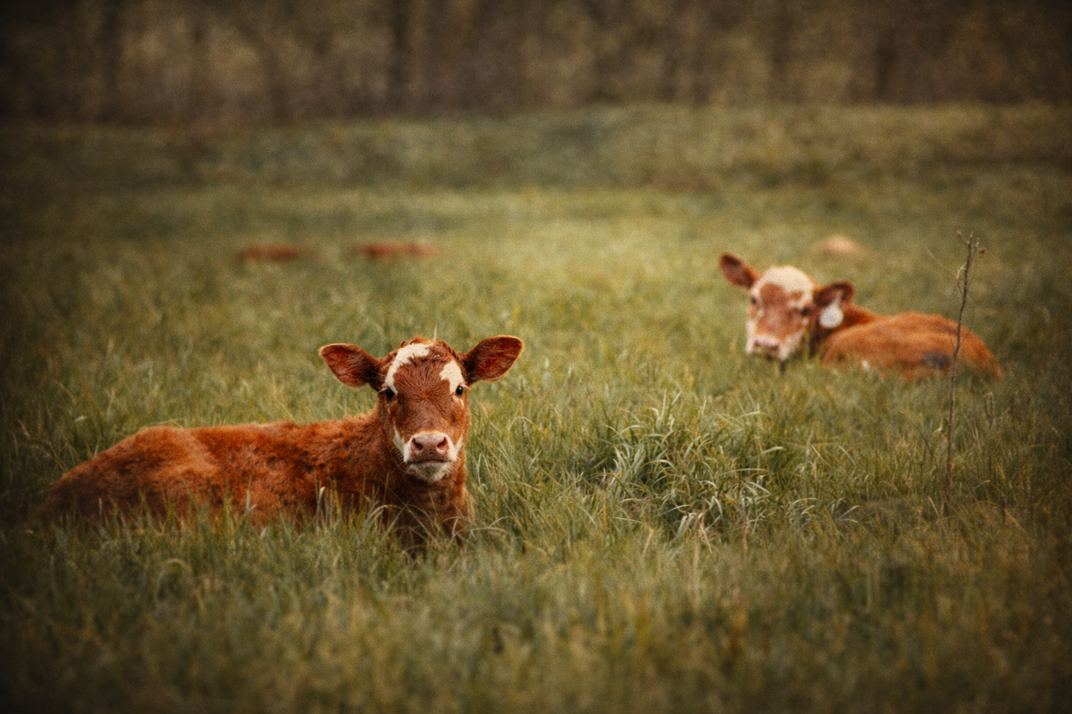 Chapter V — Shared Ground