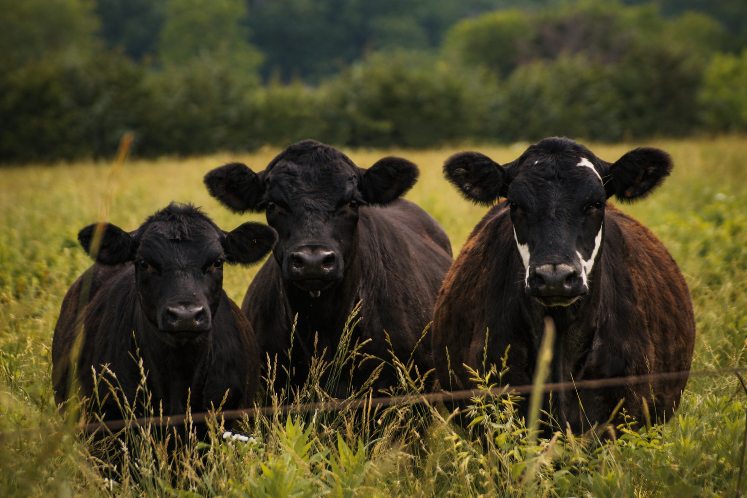 "Drawn In"
They gather close, aware and connected to the same space. The moment is collective, not individual.