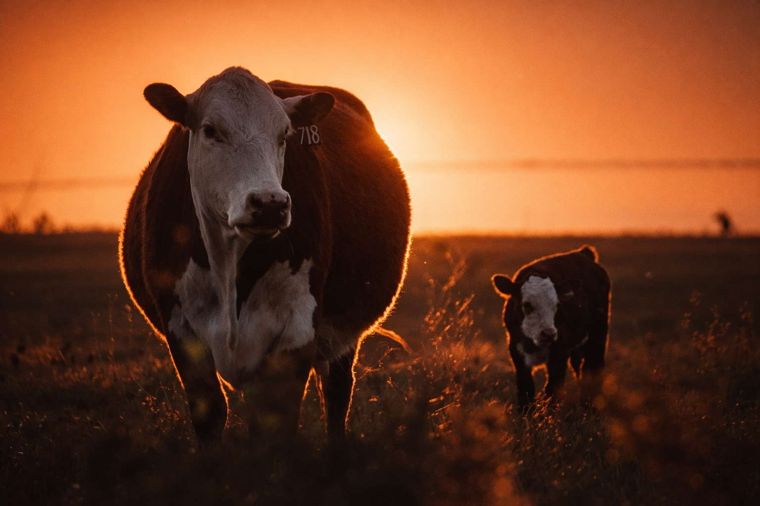"Close to Home"
They move through the field at the edge of day, part of the same ground they depend on. Nothing separates them from it.