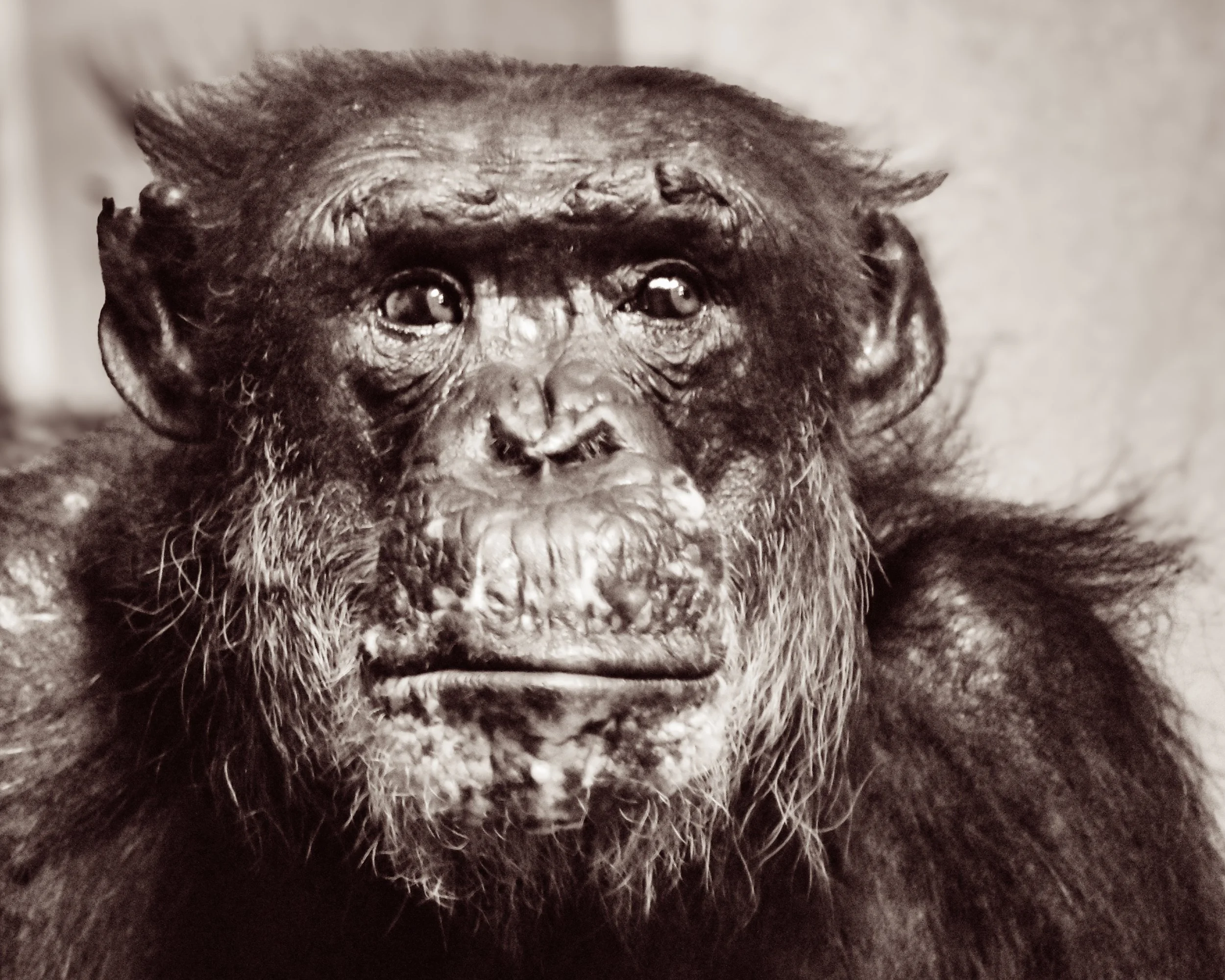 "Recognition"
It looks back with something familiar—something understood without language. The moment doesn’t belong to one of us alone.