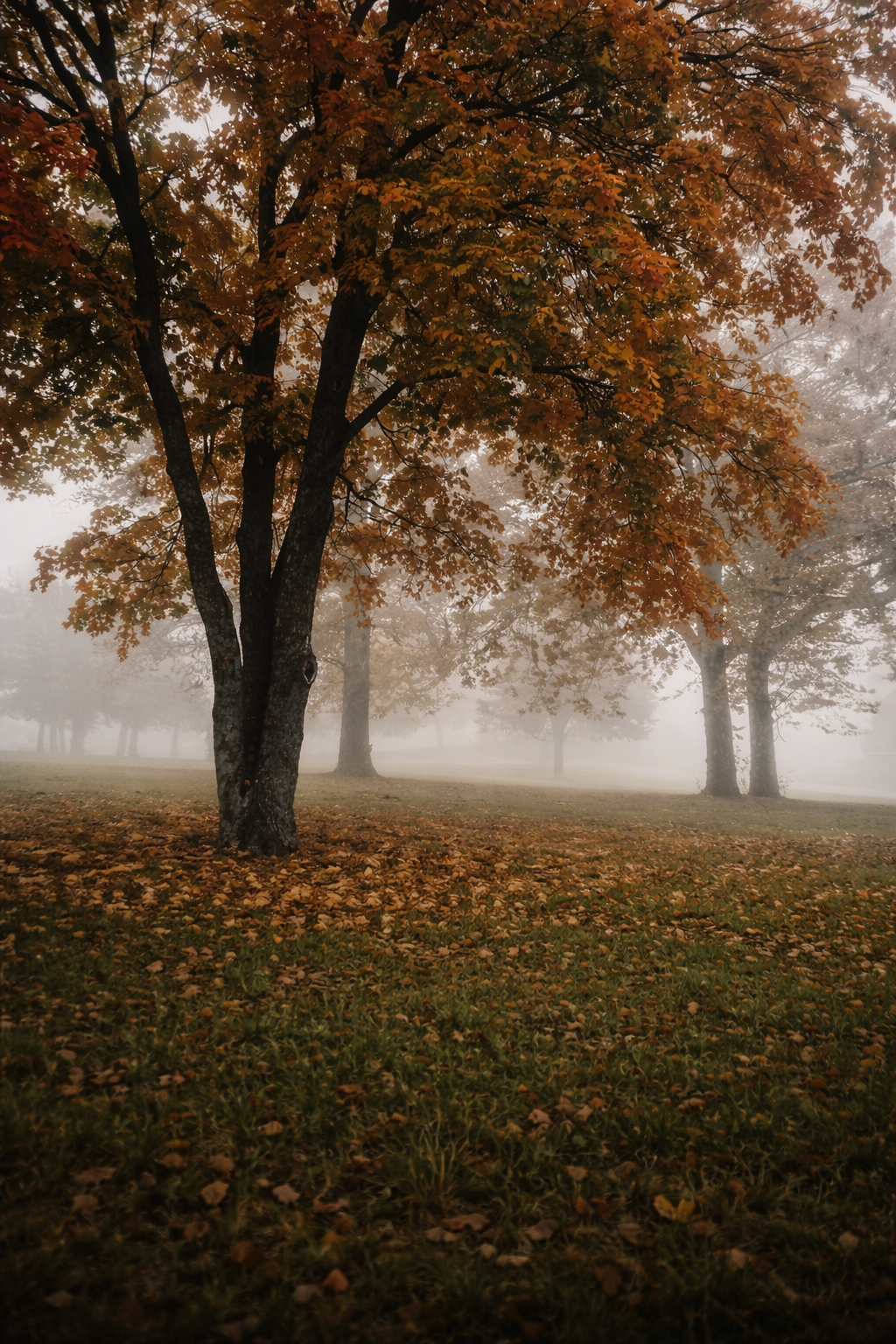 "Autumn’s Pause"
Leaves settle into stillness beneath a fading canopy. The season holds its breath before letting go.
