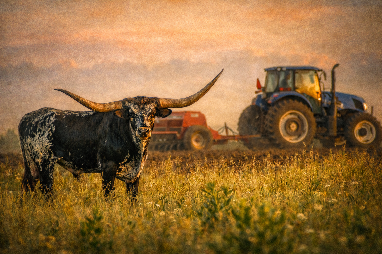 "Work and Land"
Machine and animal share the same space, different roles within the same rhythm. The ground holds them equally.