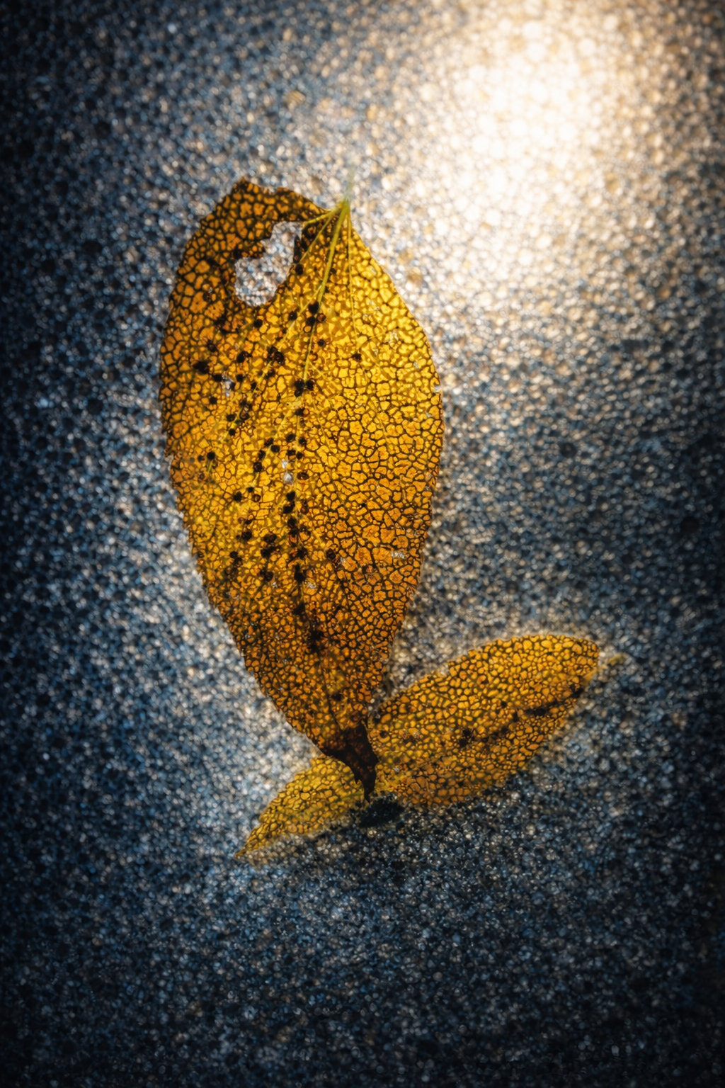 "Mosaic Memory"
The leaf is kept, but not unchanged—its color, its form, already shifting. Like memory, what’s preserved is never what it was.