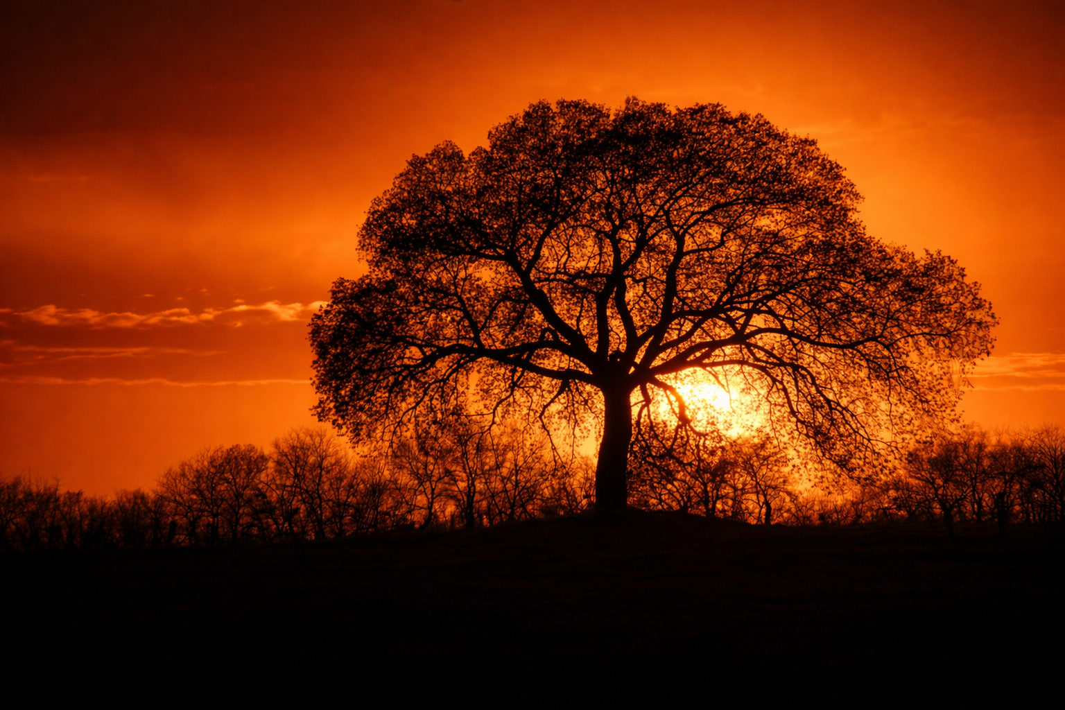 "Held in Shadow"
The tree stands against the last of the light, defined by what it blocks. Presence becomes silhouette.