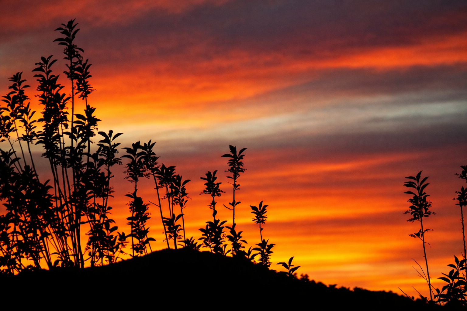 "Burned Sky"
Color overtakes the horizon as the light fades out. The end doesn’t dim—it deepens.