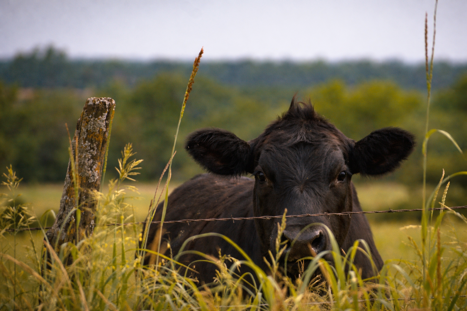 "Face of the Field"
It looks out from within the grass, fully part of the place it inhabits. There is no separation—only belonging.