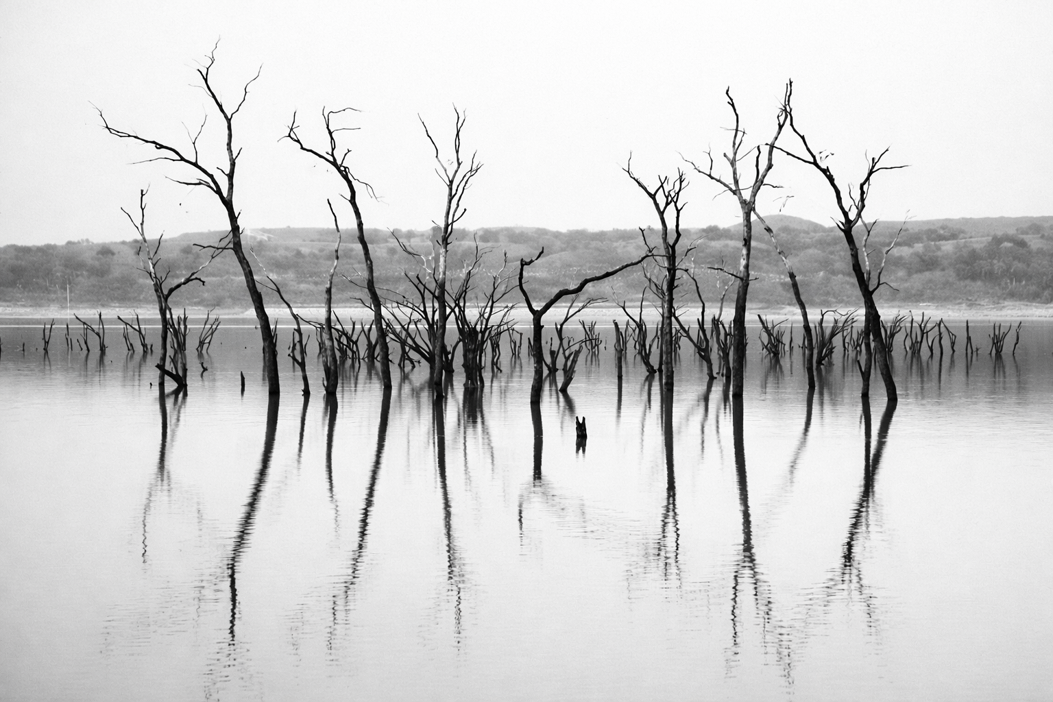 "Submerged Lines"
What once marked boundaries now fades beneath water and reflection. Structure lingers, but its purpose has drifted away.