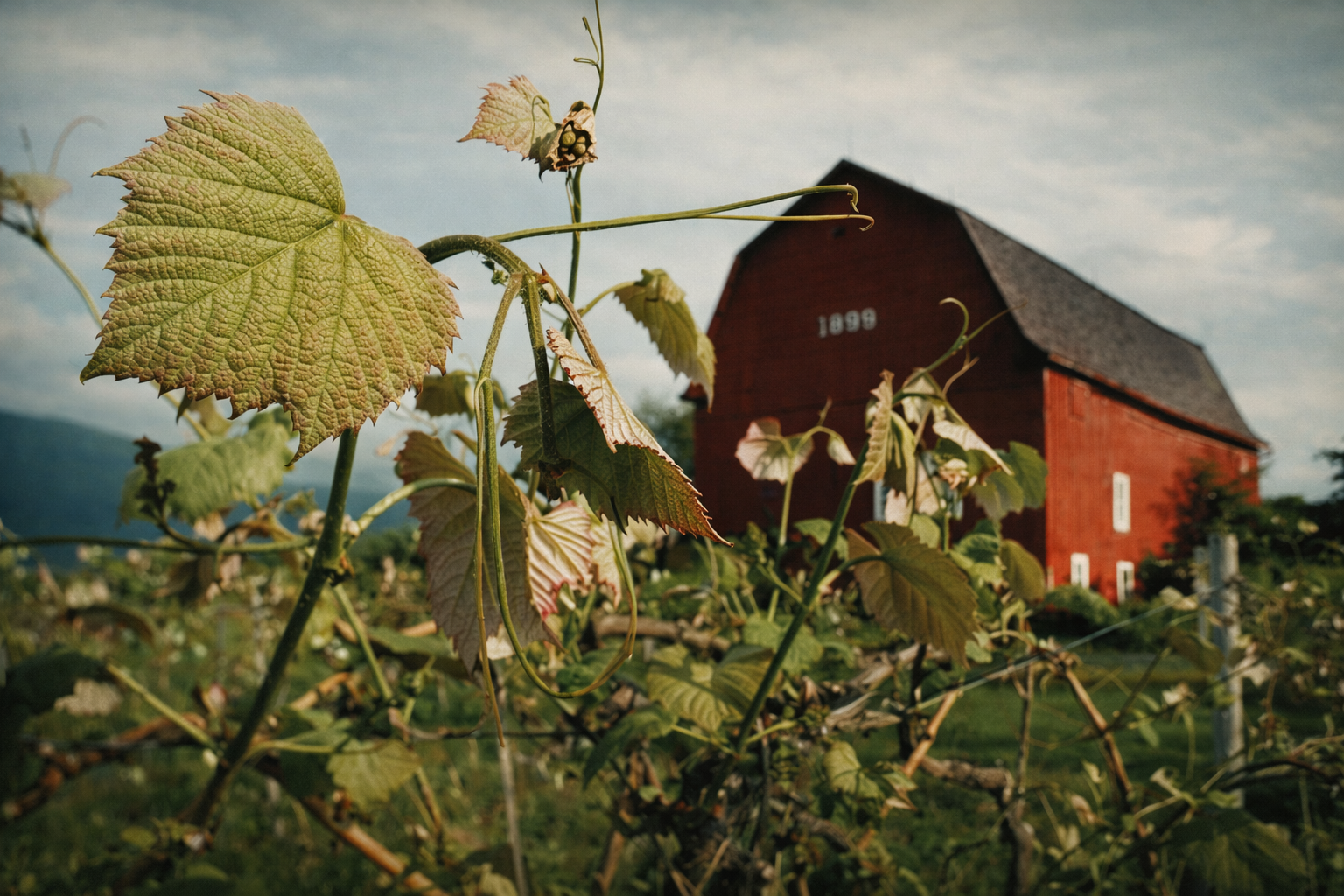 "Framed by Growth"
The barn sits behind what rises and reaches toward it. The land builds itself around what we leave behind.