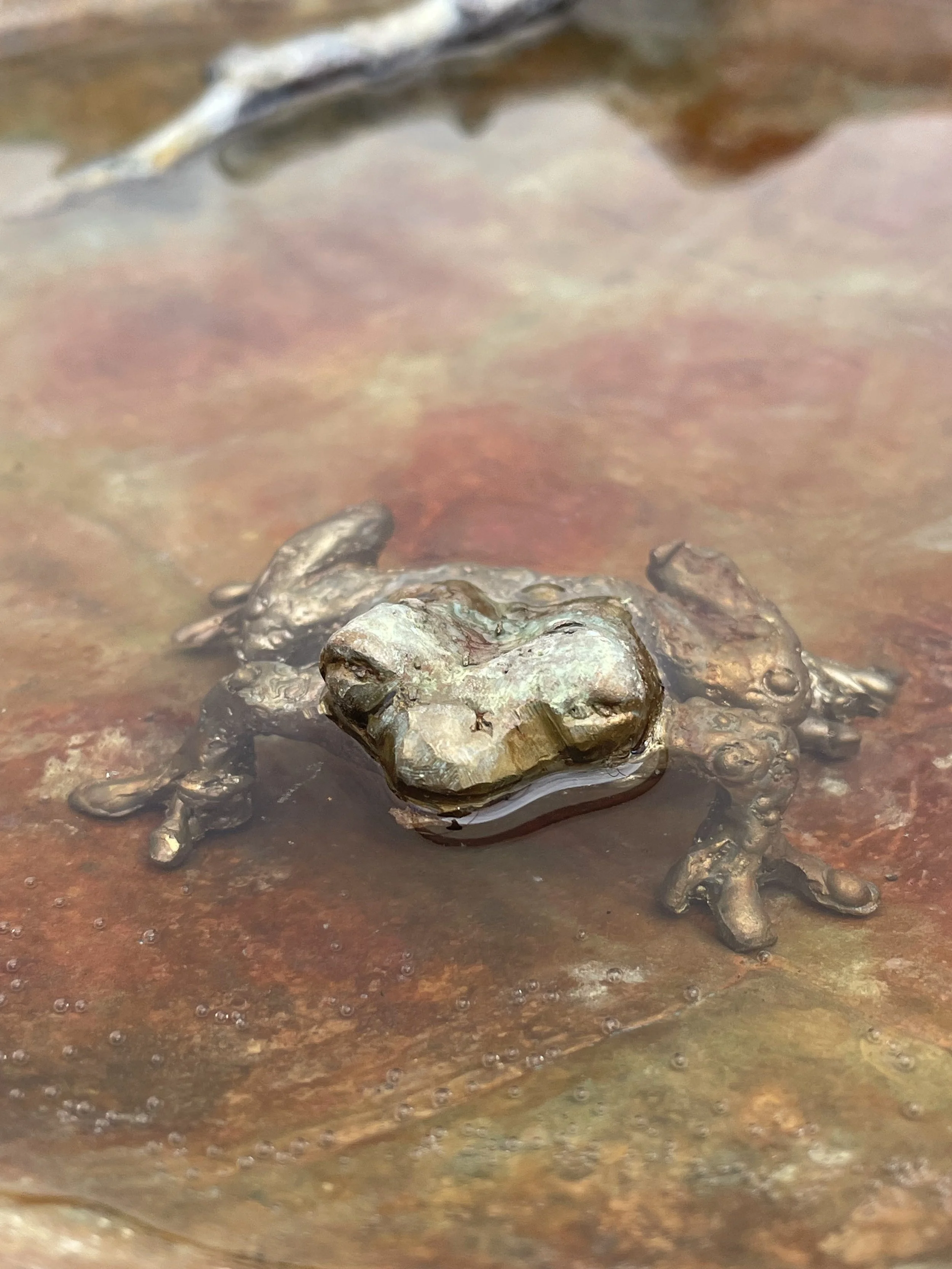 toad 2.jpg