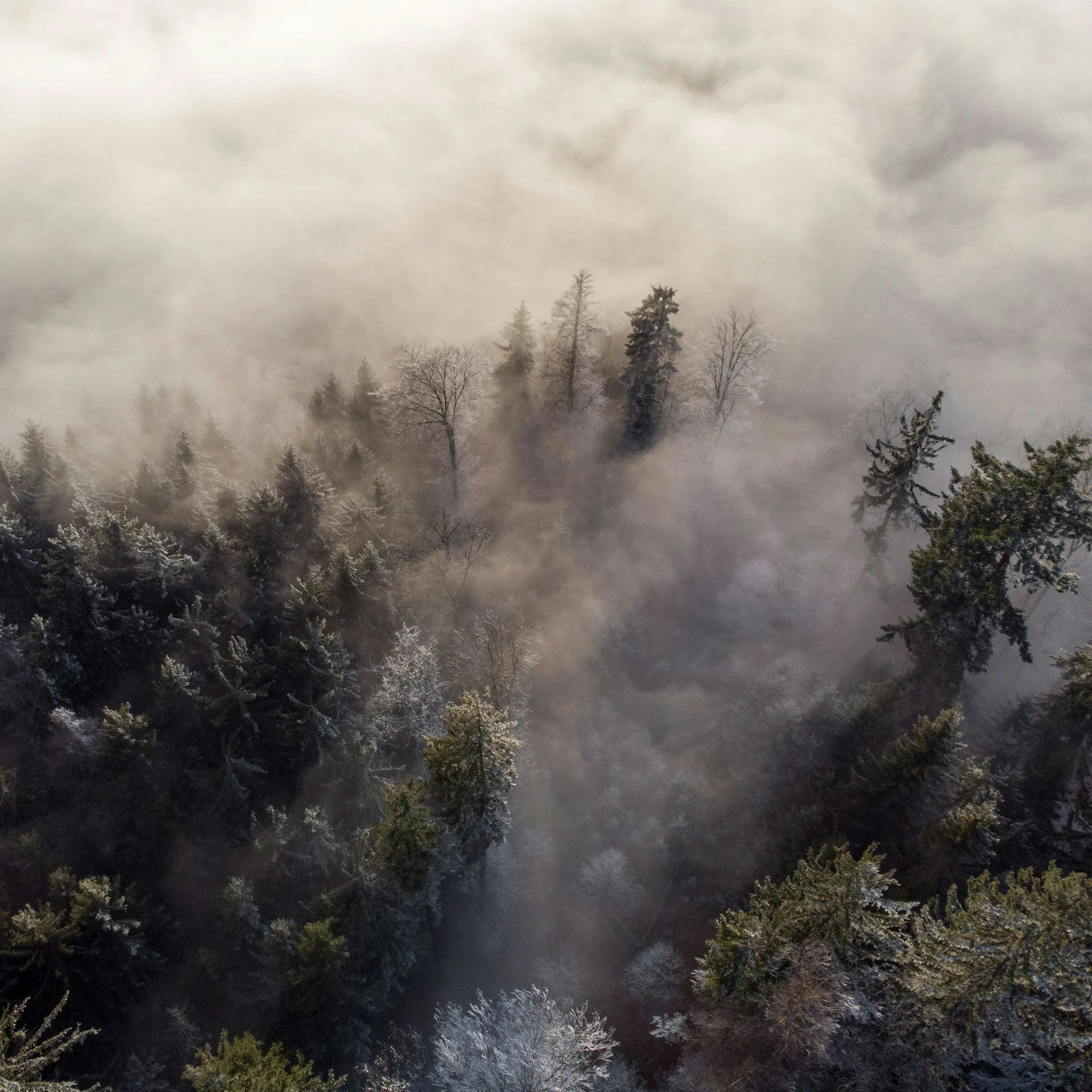 Aerial view of foggy forest with snow-covered trees.