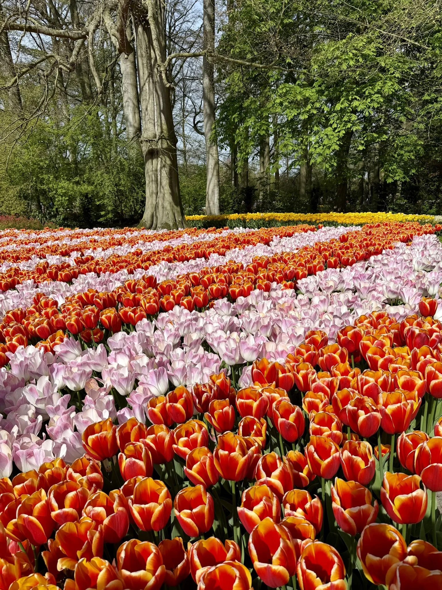 Amsterdam in April: Tulips Are the Experience 