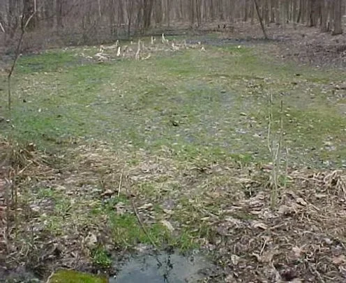 A dull forested area with a patch of grass and leafless trees in the background.