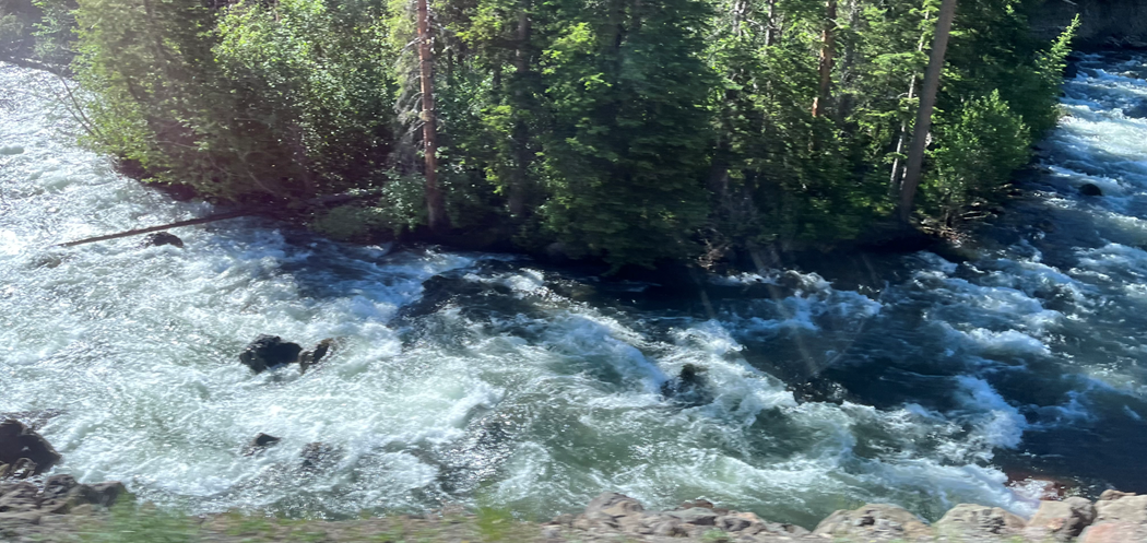 Fast-flowing river with white water and rocks, surrounded by dense green trees.
