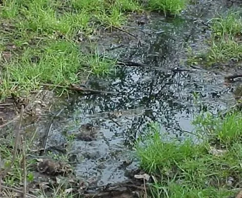 A small muddy puddle of septage with patches of green grass and a tree reflected on the water surface.
