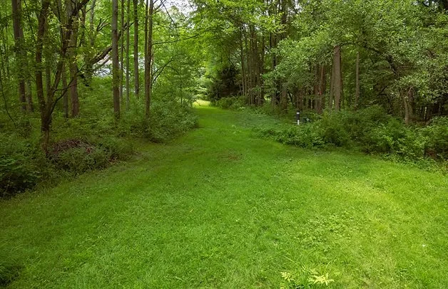 A grassy path leading into a wooded area with tall green trees on either side.