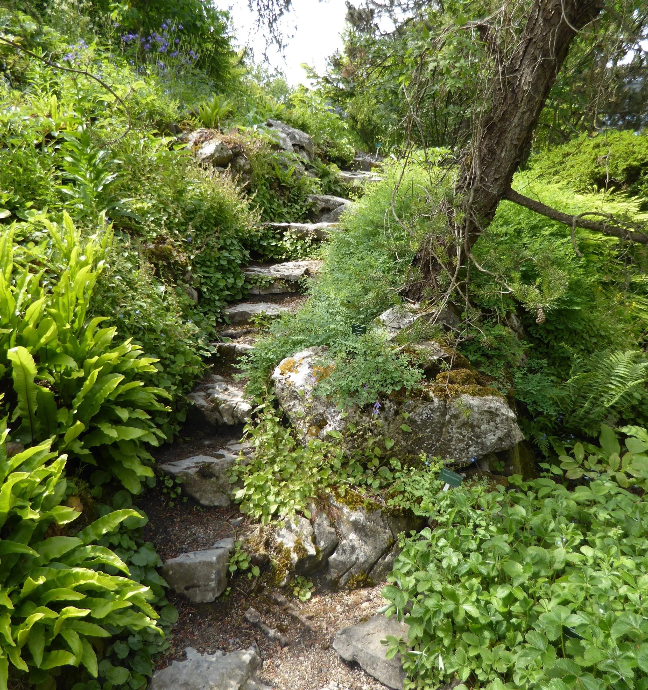 A lush garden with a stone staircase surrounded by green plants and trees, including ferns and flowering shrubs.