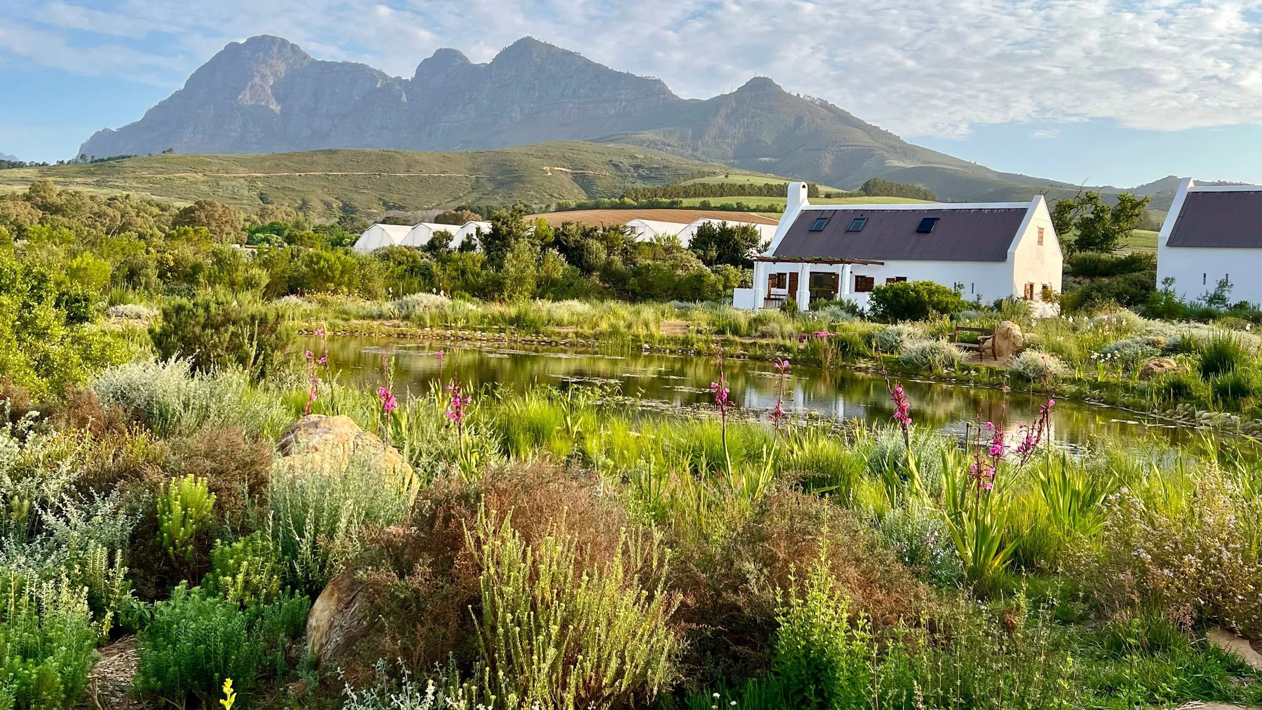 Gardening at     Babylonstoren estate