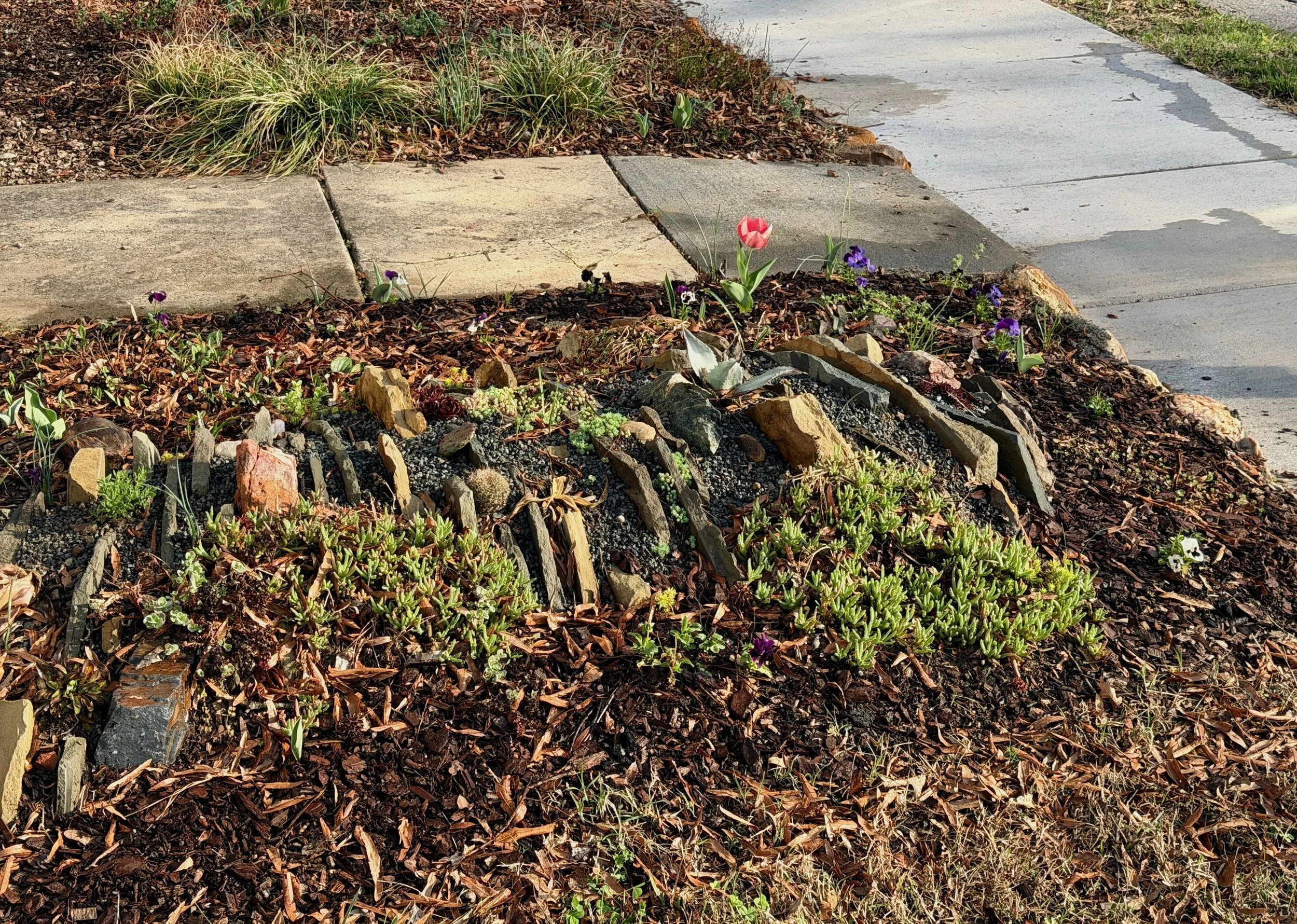 Crevice Garden + lone tulip