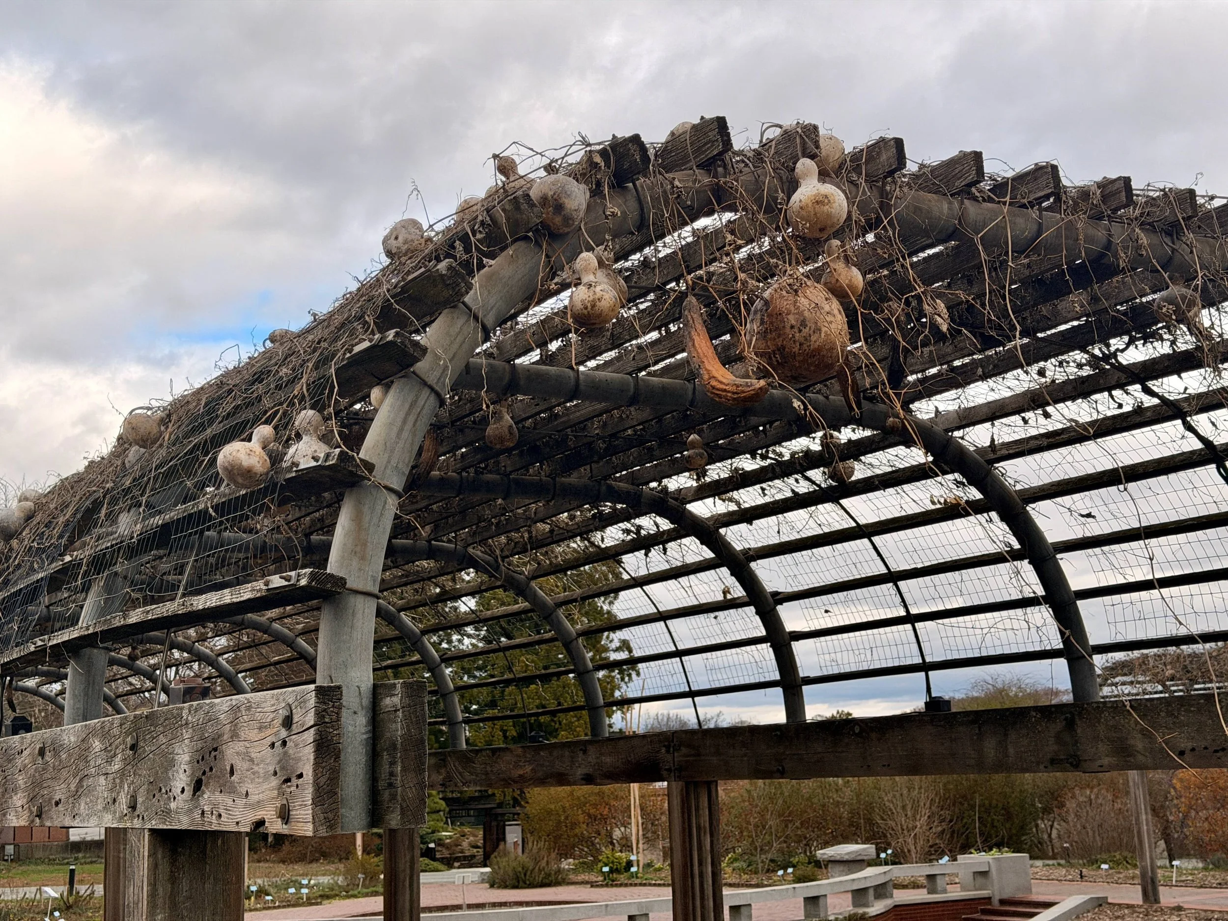 Dried gourds 