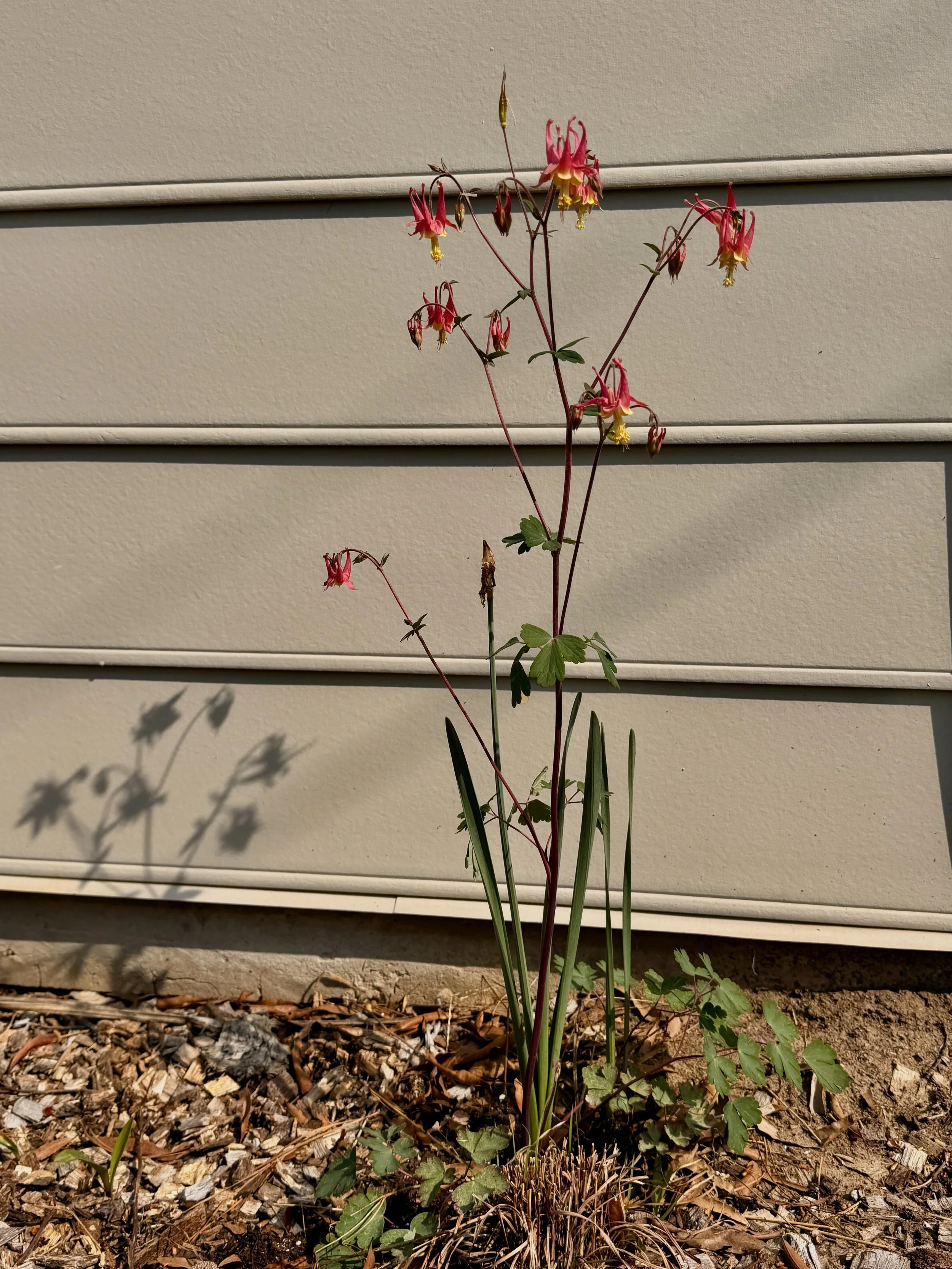 Columbine shadows