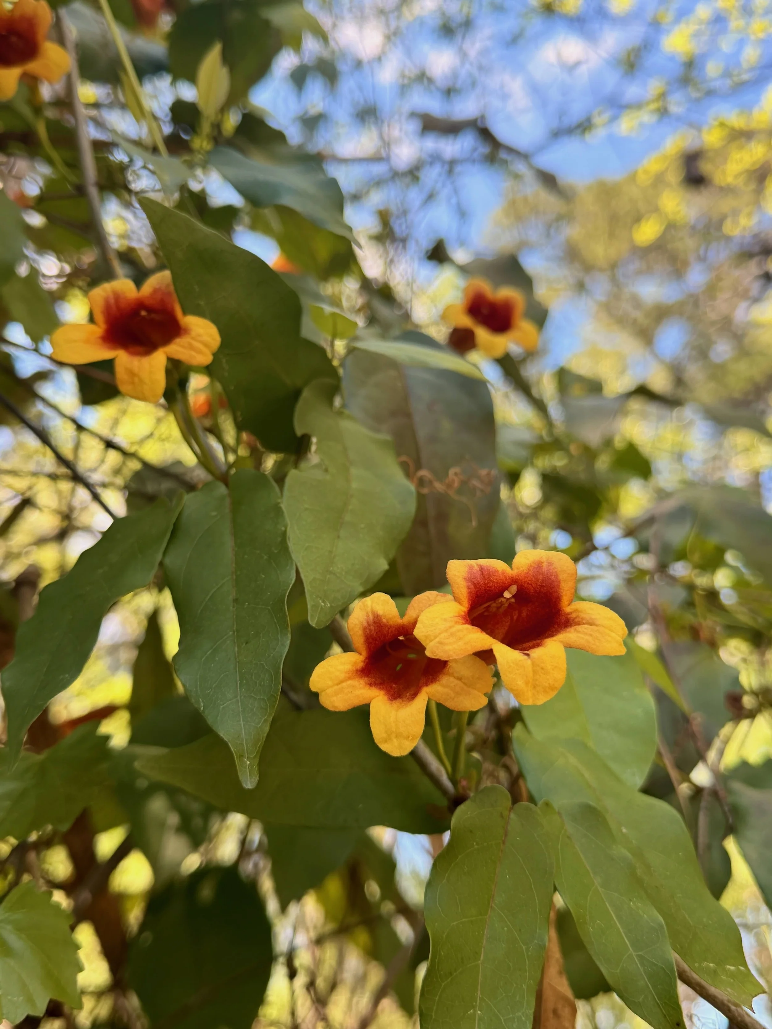 Crossvine
