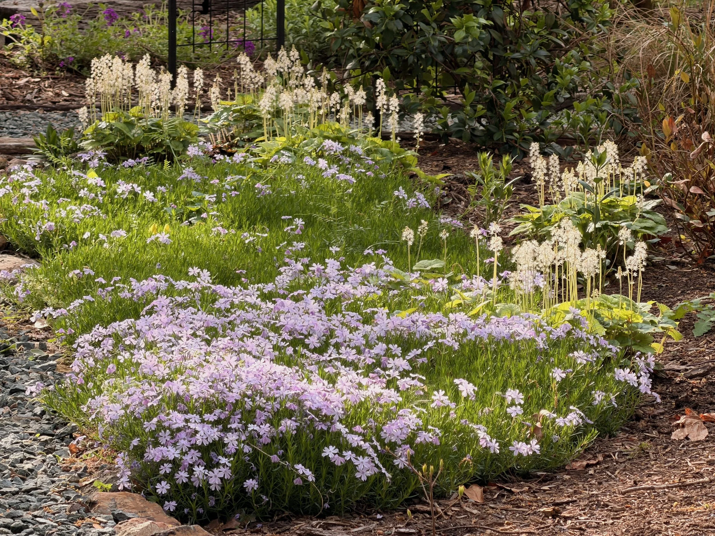 Tiarella + phlox subulata