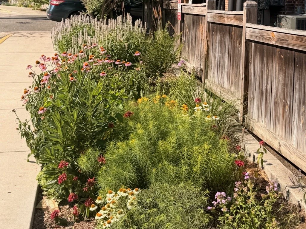 Gardening for Drought in THE Southeast