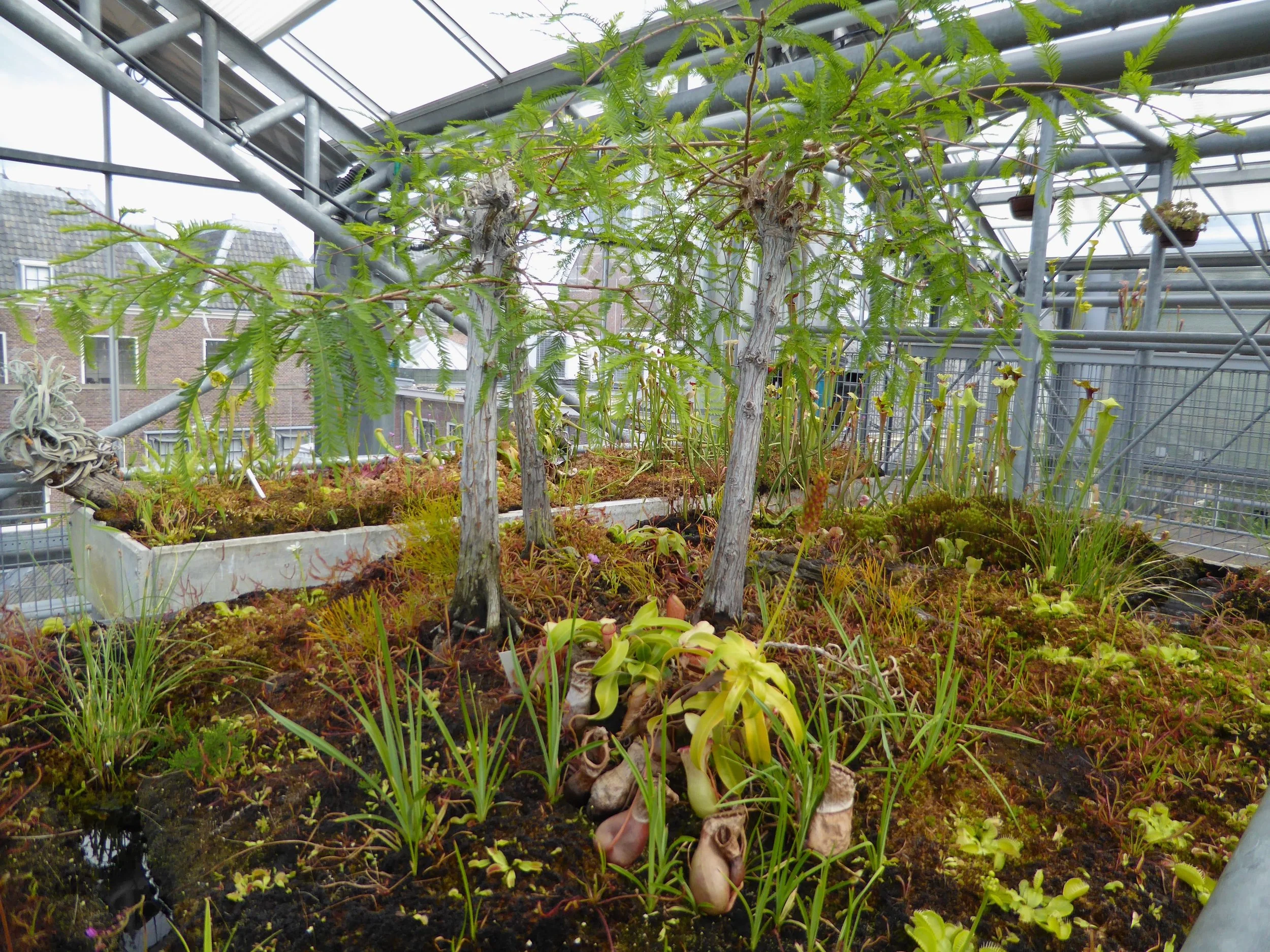 Pitcher plants, fly traps, and cypress growing in a large rectangular container with moss and soil, surrounded by metal in the Lieden BG glasshouse.