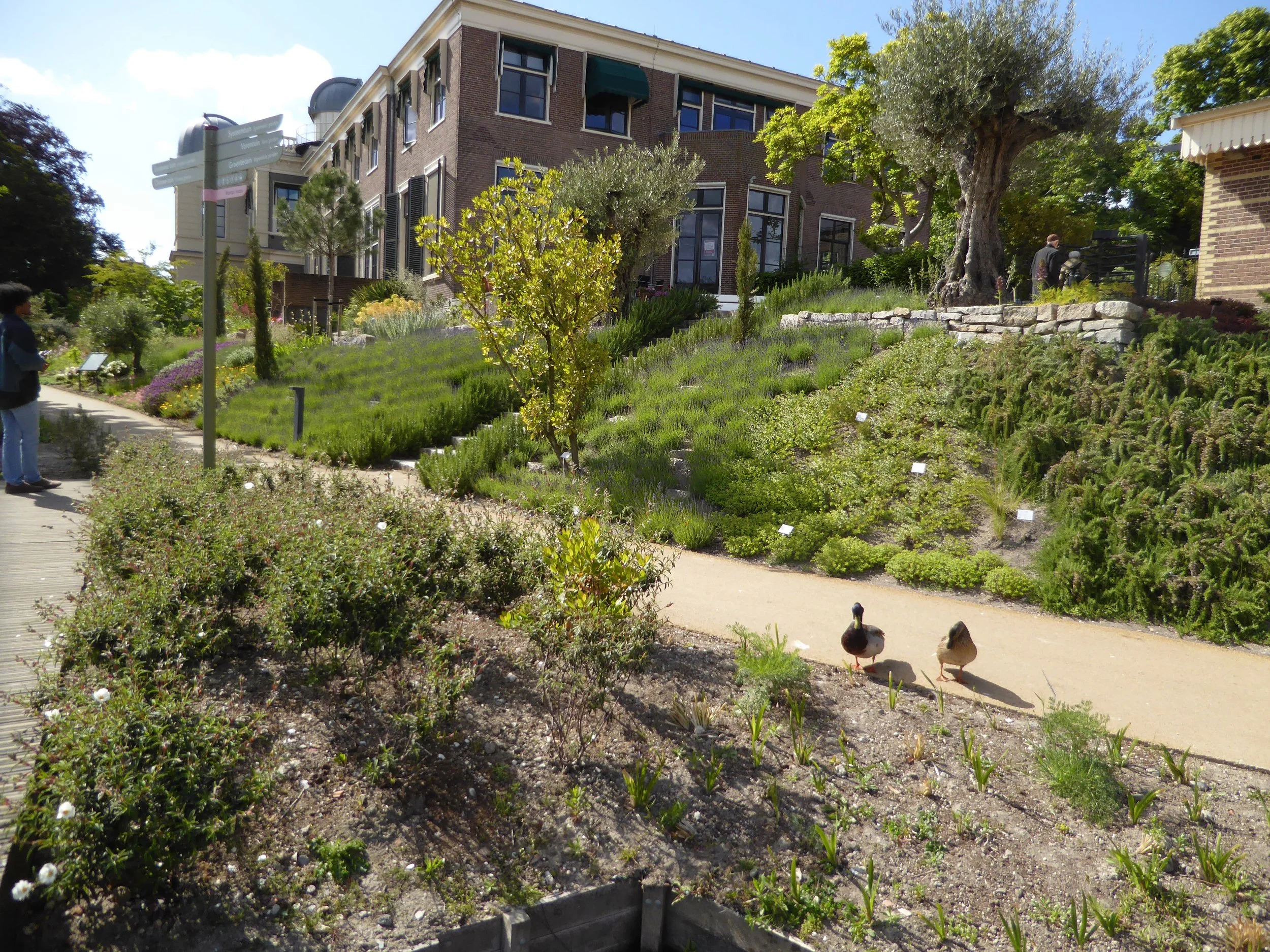 A garden with various plants, trees, and flowers on a hillside in front of residential buildings. Two ducks are walking on a pathway, with a person standing on the left side observing.