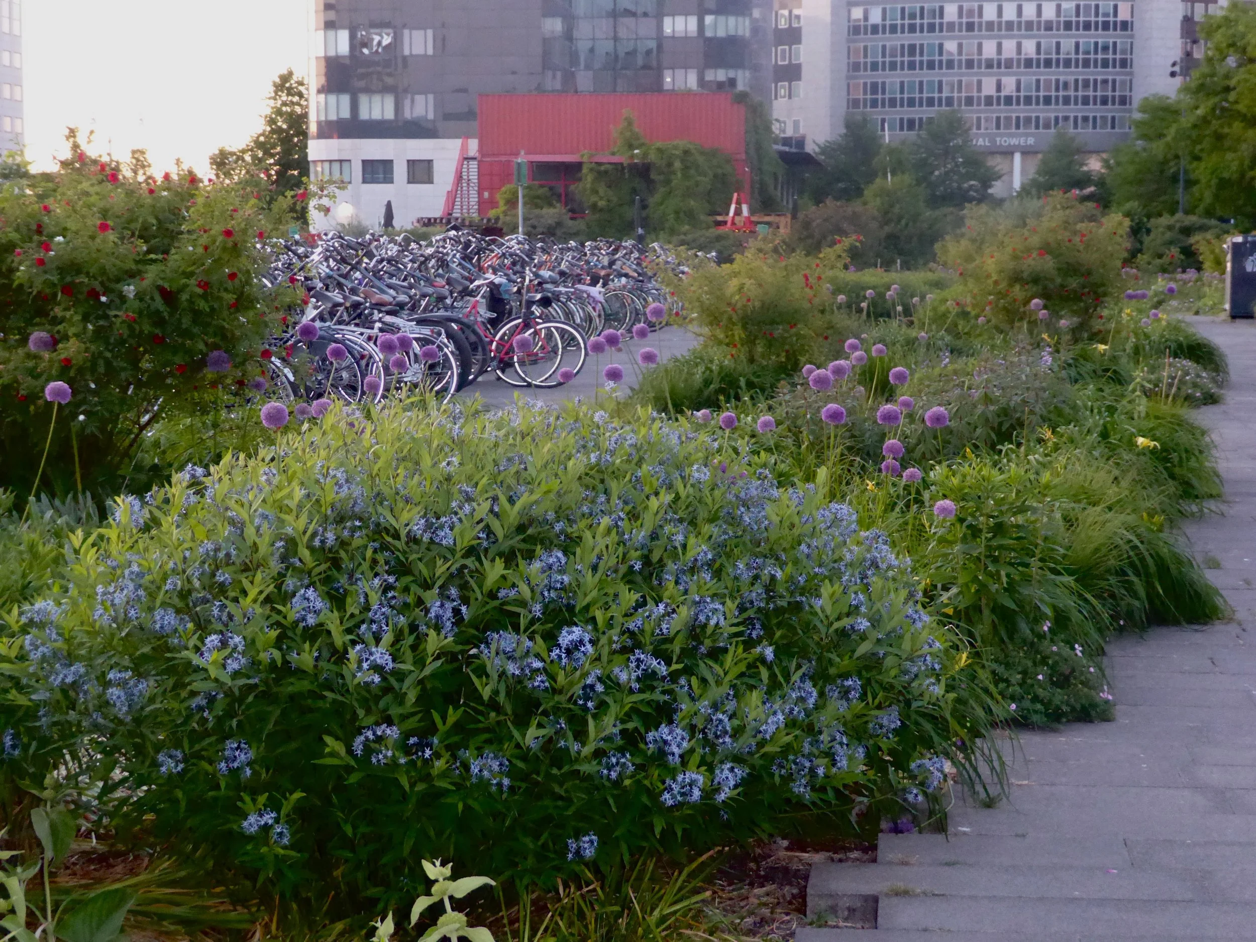 Amsterdam Sloterdijk station bike parking lined with colorful flowering plants and tall modern buildings in the background.