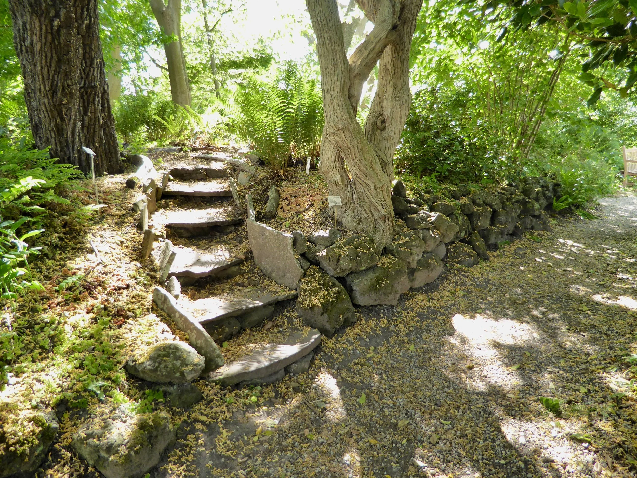 Stone steps leading up a small incline in a lush garden with trees, ferns, and a stone border, with sunlight filtering through the leaves.