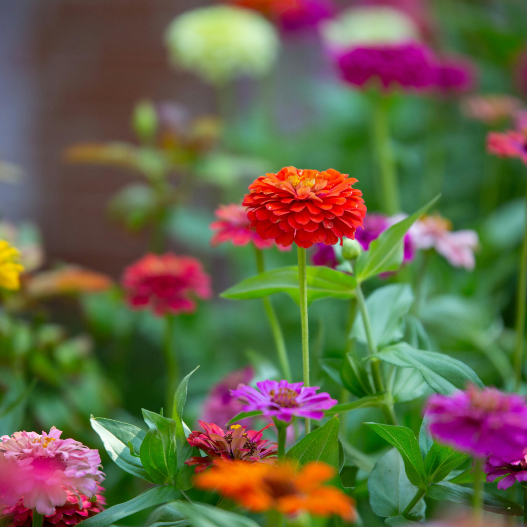 Colorful garden with red, pink, purple, yellow, and orange flowers surrounded by lush green leaves.