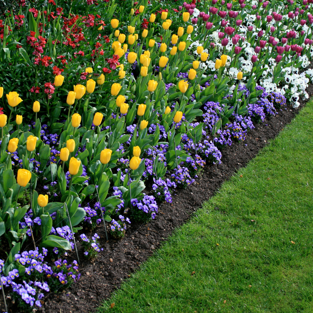 Colorful flower garden with red, yellow, pink, purple, and white tulips along a row of purple and white smaller flowers on dark soil, next to green grass.