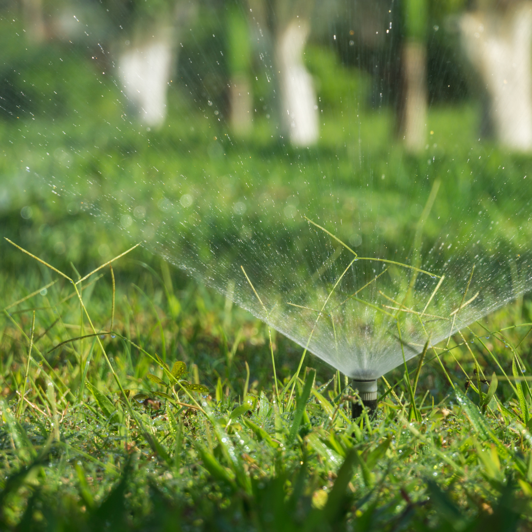 A garden sprinkler spraying water over green grass on a sunny day.