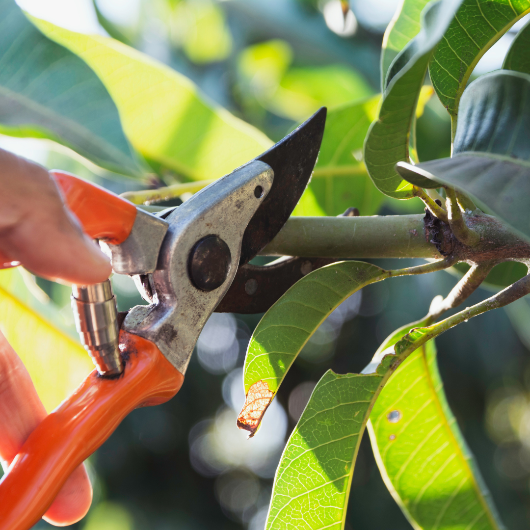 Person pruning a tree with pruning shears, surrounded by green leaves.