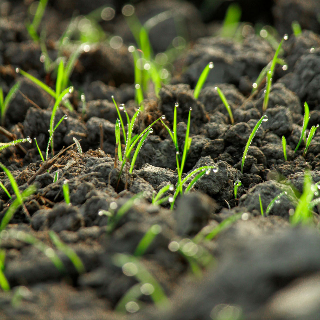 Close-up of small green grass sprouts emerging from dark soil with water droplets on the blades.